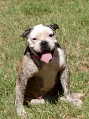 Bulldog Dogs for adoption in Huntsville, AL, USA