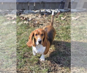 Basset Hound Dogs for adoption in Brookville, OH, USA
