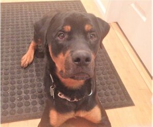 Rottweiler Dogs for adoption in Winter Park, CO, USA