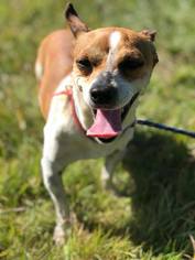 Jack-Rat Terrier Dogs for adoption in Vacaville, CA, USA