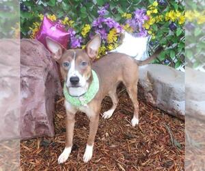 Australian Kelpie-Unknown Mix Dogs for adoption in Oklahoma City, OK, USA