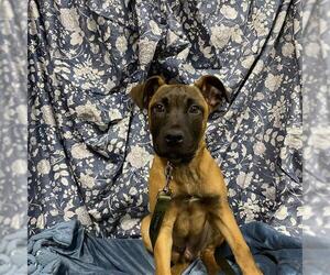 Mutt Dogs for adoption in Modesto, CA, USA