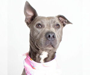 American Pit Bull Terrier-Unknown Mix Dogs for adoption in Jefferson, WI, USA