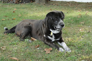 Labrador Retriever Dogs for adoption in Harrisburg, PA, USA