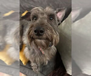 Mutt Dogs for adoption in San Diego, CA, USA