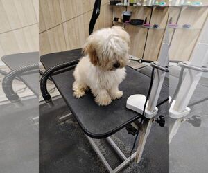 Maltipoo (Toy) Dogs for adoption in White Bluff, TN, USA