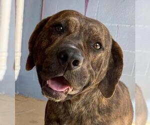 Catahoula Leopard Dog-Unknown Mix Dogs for adoption in Franklinton, LA, USA