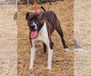 American Pit Bull Terrier-Unknown Mix Dogs for adoption in Wetumpka, AL, USA