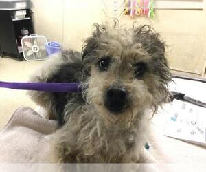 Mutt Dogs for adoption in Riverside, CA, USA