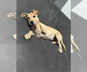 Labrador Retriever-Unknown Mix Dogs for adoption in Virginia Beach, VA, USA