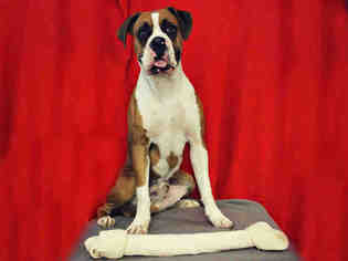 Boxer Dogs for adoption in Sugar Land, TX, USA