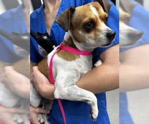 Chihuahua Dogs for adoption in San Bernardino, CA, USA