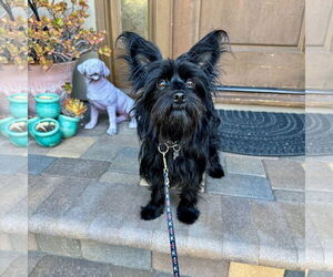 Cairn Terrier-Lhasa Apso Mix Dogs for adoption in Santa Clara, CA, USA