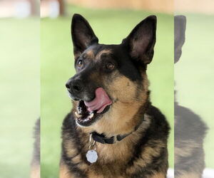 German Shepherd Dog Dogs for adoption in San Diego, CA, USA