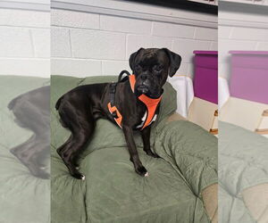 Boxer Dogs for adoption in Muskegon, MI, USA