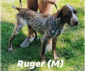 German Shorthaired Pointer Dogs for adoption in Pembroke, GA, USA