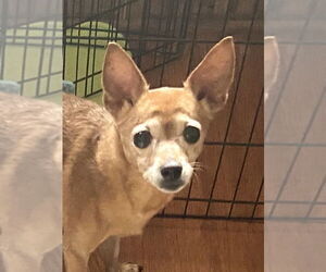 Chihuahua Dogs for adoption in Wheaton, IL, USA