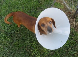 Dachshund Dogs for adoption in Franklin, TN, USA