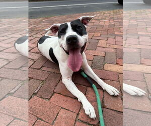 American Pit Bull Terrier Dogs for adoption in Rockville, MD, USA