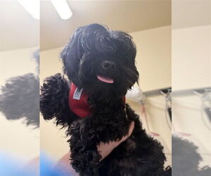 Maltese Dogs for adoption in Fremont, CA, USA