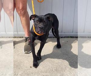 Boxer-Unknown Mix Dogs for adoption in Louisville, KY, USA