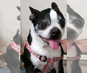 Boston Terrier Dogs for adoption in Jackson, TN, USA