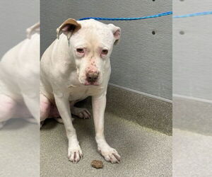 Mutt Dogs for adoption in Las Vegas, NV, USA