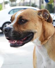 Medium Photo #1 Boxer Puppy For Sale in Beverly Hills, CA, USA