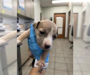 American Staffordshire Terrier Dogs for adoption in San Antonio, TX, USA