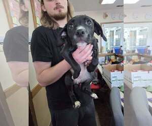 Retriever -Unknown Mix Dogs for adoption in Martinsburg, WV, USA