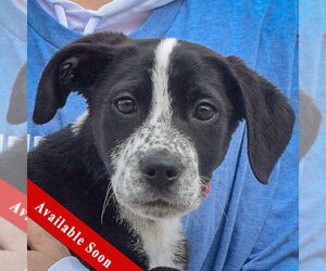 Beagle-Border Collie Mix Dogs for adoption in Huntley, IL, USA