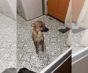 Mutt Dogs for adoption in San Antonio, TX, USA