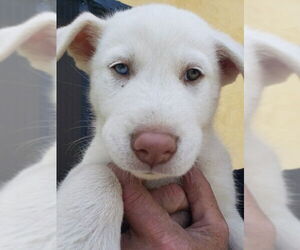 Great Pyrenees-Huskies Mix Dogs for adoption in Lake Forest, CA, USA