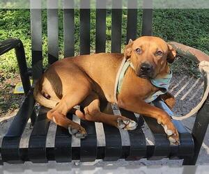 Labrador Retriever-Unknown Mix Dogs for adoption in San Antonio, TX, USA