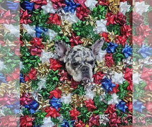 French Bulldog Dogs for adoption in Sanford, FL, USA