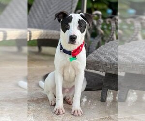 Lab-Pointer Dogs for adoption in Royal Palm Beach, FL, USA