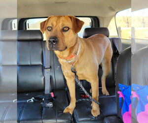 Labrador Retriever-Unknown Mix Dogs for adoption in Doylestown, PA, USA