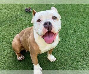 Bulldog-Unknown Mix Dogs for adoption in Orange, CA, USA
