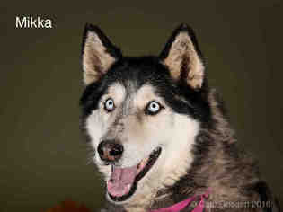Siberian Husky Dogs for adoption in Santa Fe, NM, USA