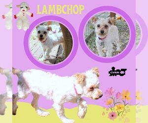 Poodle (Miniature)-Unknown Mix Dogs for adoption in Lindsay, CA, USA
