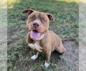 Mutt Dogs for adoption in Modesto, CA, USA