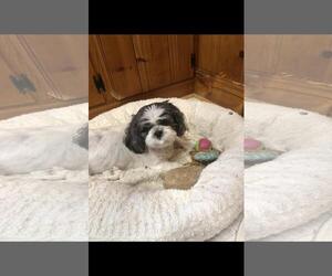 Shih Tzu Dogs for adoption in Raleigh, NC, USA