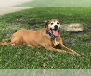 Mutt Dogs for adoption in Fort Lauderdale, FL, USA