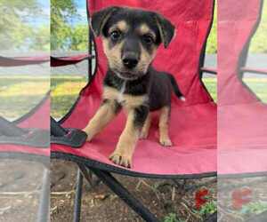 German Shepherd Dog-Unknown Mix Dogs for adoption in Brewster, NY, USA