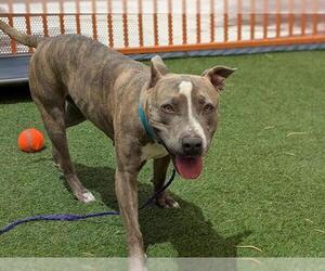 American Pit Bull Terrier-Unknown Mix Dogs for adoption in Las Vegas, NV, USA