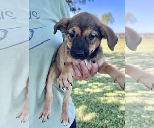 Black Mouth Cur-Unknown Mix Dogs for adoption in New Orleans, LA, USA