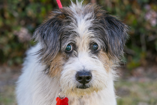Tibetan Terrier Dogs for adoption in El Cajon, CA, USA