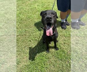 Mutt Dogs for adoption in Abbeville, LA, USA