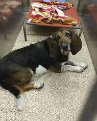 Basset Hound Dogs for adoption in Martinsburg, WV, USA