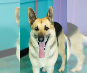 German Shepherd Dog Dogs for adoption in Guthrie, OK, USA